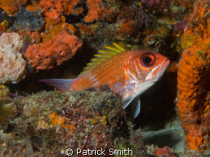 A squirrel fish taking a peek at me on a reef off Jupiter... by Patrick Smith 